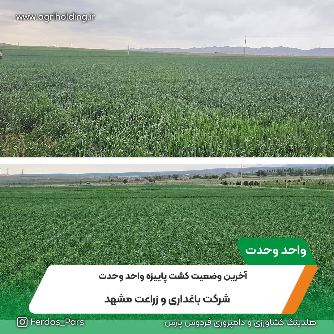 آخرین وضعیت کشت پاییزه واحد وحدت