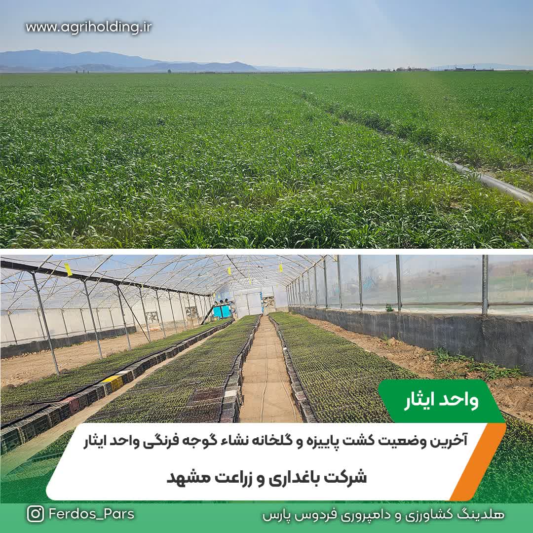 آخرین وضعیت کشت پاییزه و گلخانه نشاء گوجه فرنگی واحد ایثار