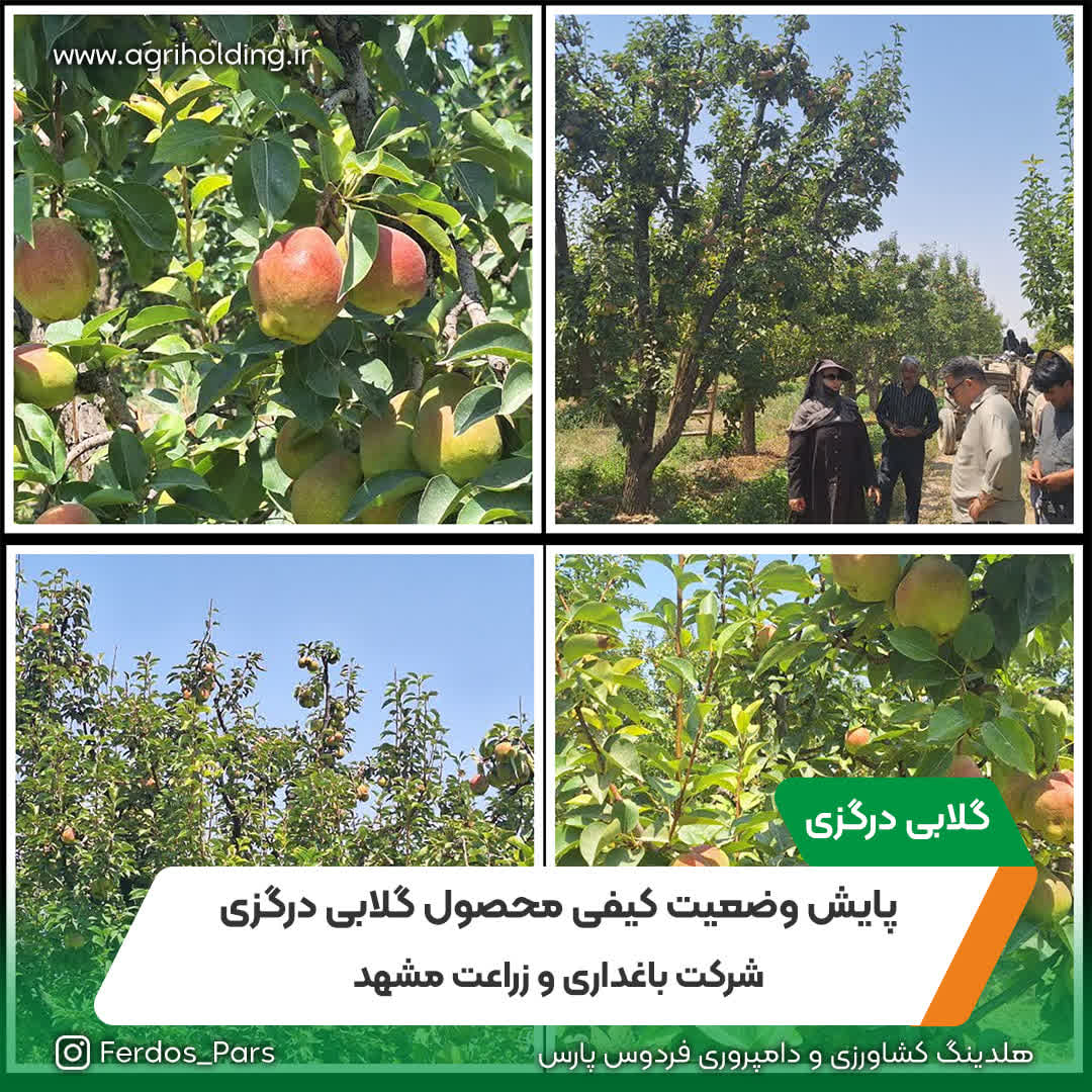پایش وضعیت کیفی محصول گلابی درگزی