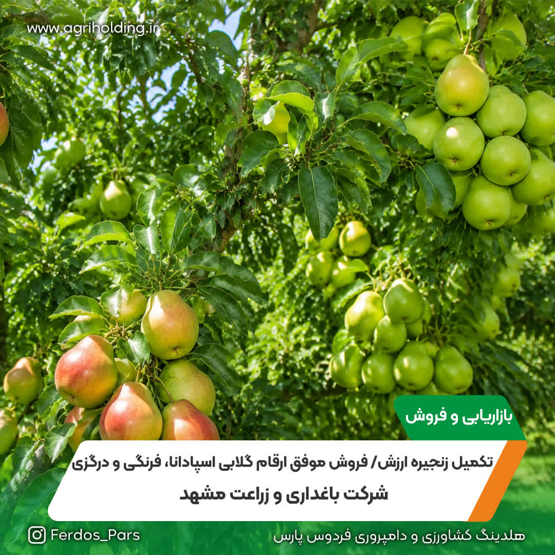 تکمیل زنجیره ارزش/ فروش موفق ارقام گلابی اسپادانا، فرنگی و درگزی